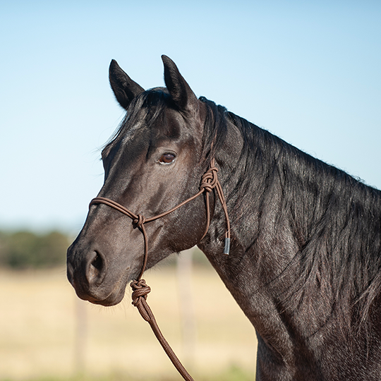 Classic Equine Halter & Lead - Chocolate