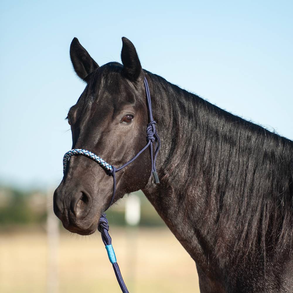 Classic Equine Tri Tone Rope Halter With Lead - Navy, Grey & Turquoise
