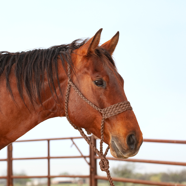 Classic Equine Wide Nose Mule Tape Halter with Lead
