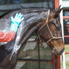Classic Equine Wash Gloves - Assorted Colours